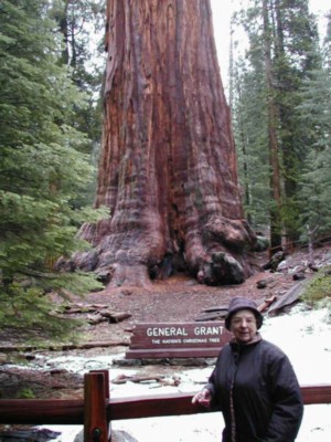 Old Sherman Tree.JPG